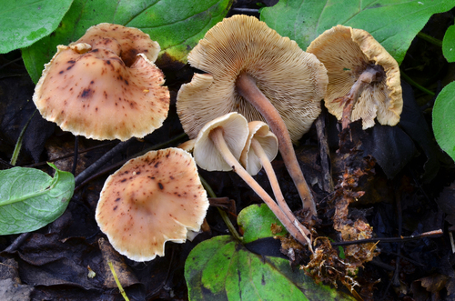 Collybiopsis confluens (Pers.) R.H.Petersen