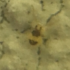 Deuterosminthurus bicinctus