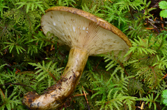 Lactarius sordidus image