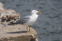 Larus argentatus