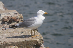 Larus argentatus