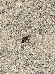 Tegrodera latecincta