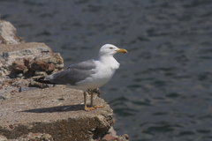 Larus argentatus