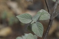 Heliotropium arborescens