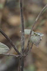 Heliotropium arborescens