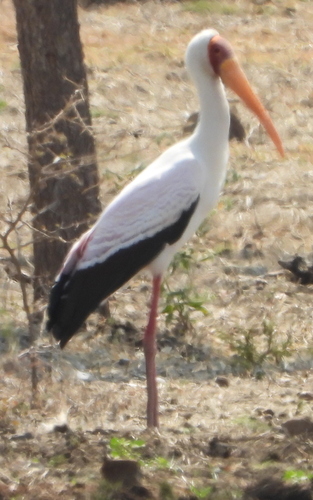 Tántalo africano (Mycteria ibis)