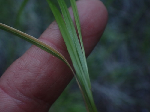 Image of Calamagrostis rubescens by no rights reserved
