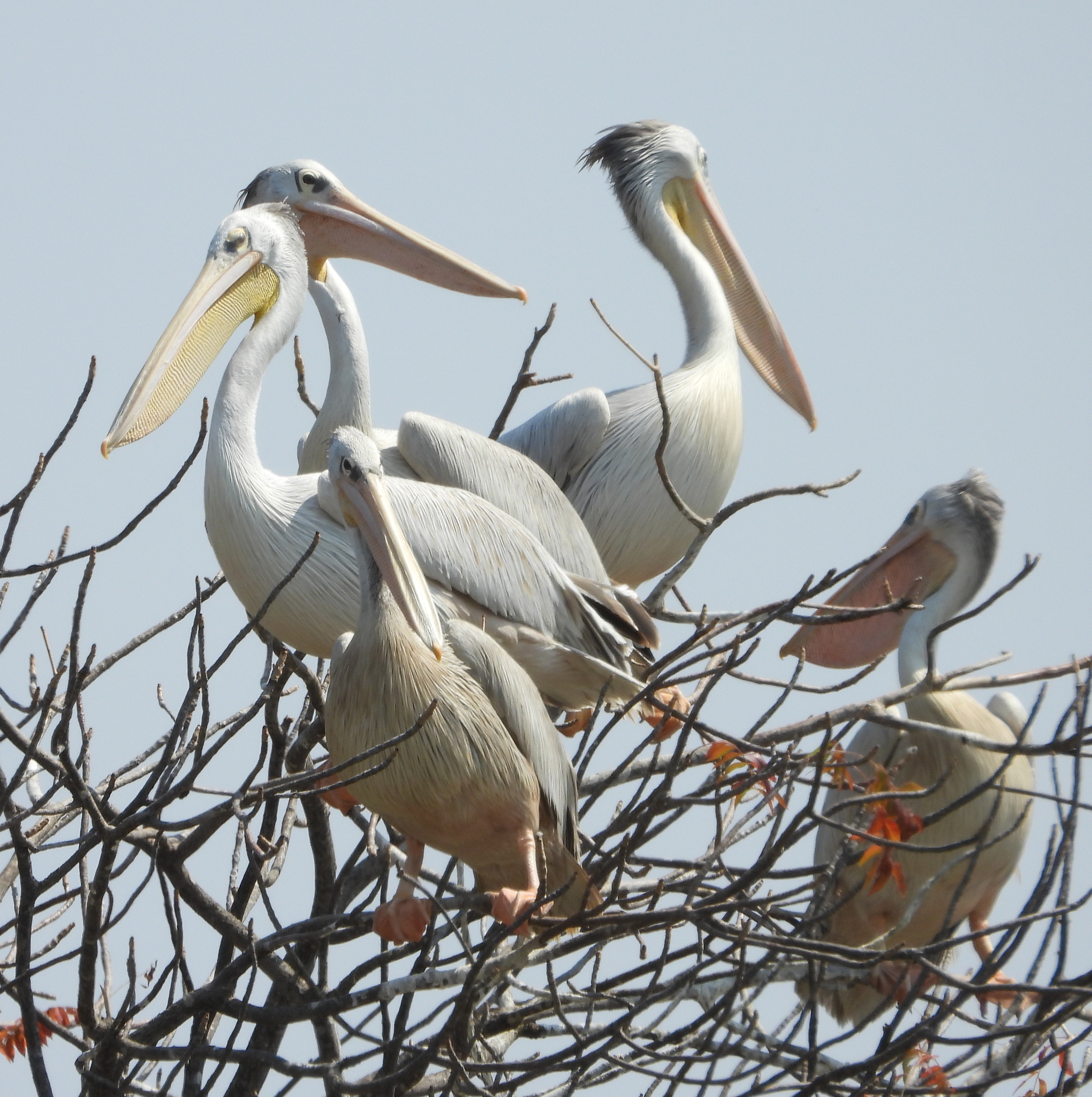 Pink-backed Pelican (Pelecanus rufescens)