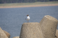 Chroicocephalus ridibundus