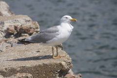 Larus argentatus