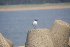 Chroicocephalus ridibundus