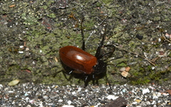 Strongylium gerstaeckeri