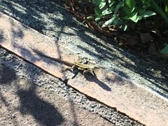 Sceloporus variabilis marmoratus