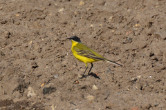 Motacilla flava thunbergi