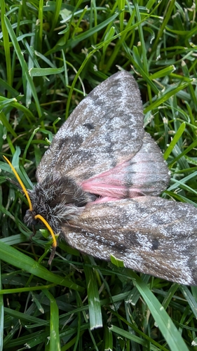 Pandora Pinemoth photo 5