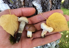 Lactarius pubescens image