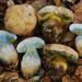 Bitter Boletes - Photo (c) Christian Schwarz, some rights reserved (CC BY-NC), uploaded by Christian Schwarz