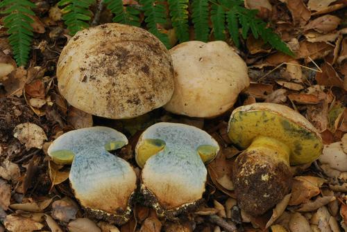 Caloboletus marshii