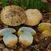 Ben's Bitter Bolete - Photo (c) Christian Schwarz, some rights reserved (CC BY-NC), uploaded by Christian Schwarz