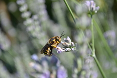 Anthidium