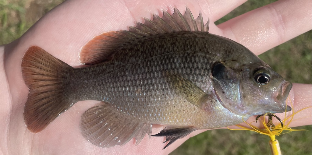 Redspotted × Spotted Sunfish