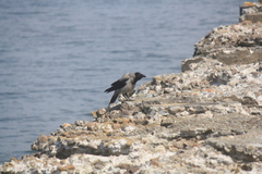 Corvus cornix