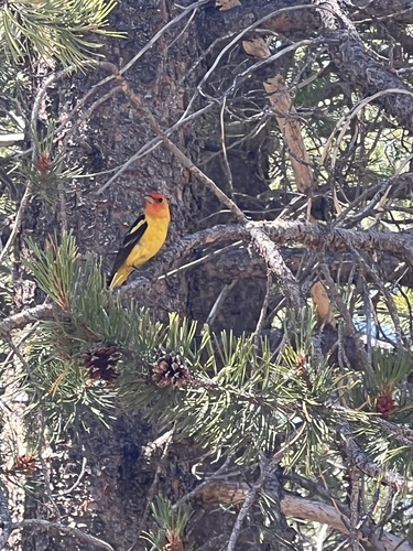 iNaturalist observation photo of Western Tanager