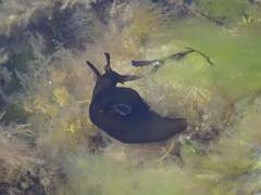 Aplysia punctata