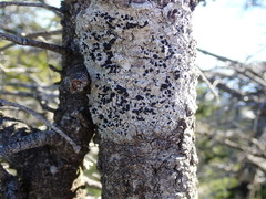 Tephromelataceae