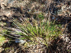 Oreojuncus trifidus