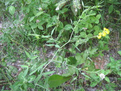 Lathyrus pratensis