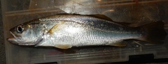 Cynoscion arenarius