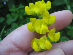 Lathyrus pratensis