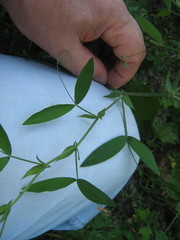 Lathyrus pratensis