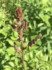 Astilbe