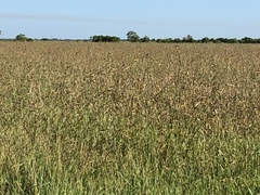 Rhynchospora indianolensis