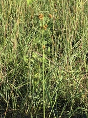 Rhynchospora indianolensis