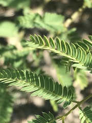 Mimosa quadrivalvis occidentalis