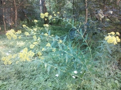 Sisymbrium strictissimum