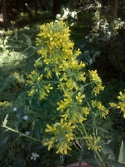 Sisymbrium strictissimum