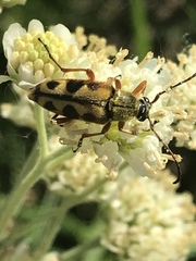 Typocerus octonotatus