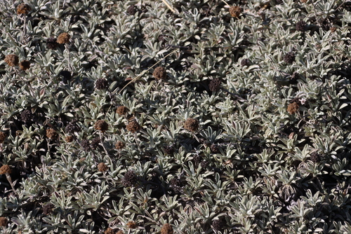 Image of Helichrysum albirosulatum by (c) Tony Rebelo, some rights reserved (CC BY-SA)