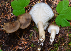 Hygrophorus camarophyllus image