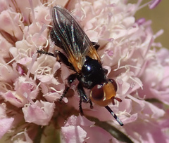 Melanosoma bicolor
