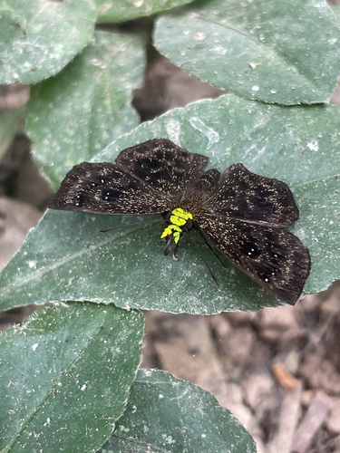 Staphylus chlora