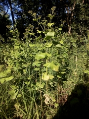 Smyrnium perfoliatum