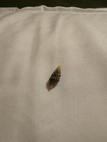 Cerithium renovatum observed 2024-07-30