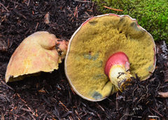 Boletus smithii image