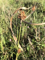 Rhynchospora indianolensis