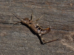 Chloealtis conspersa